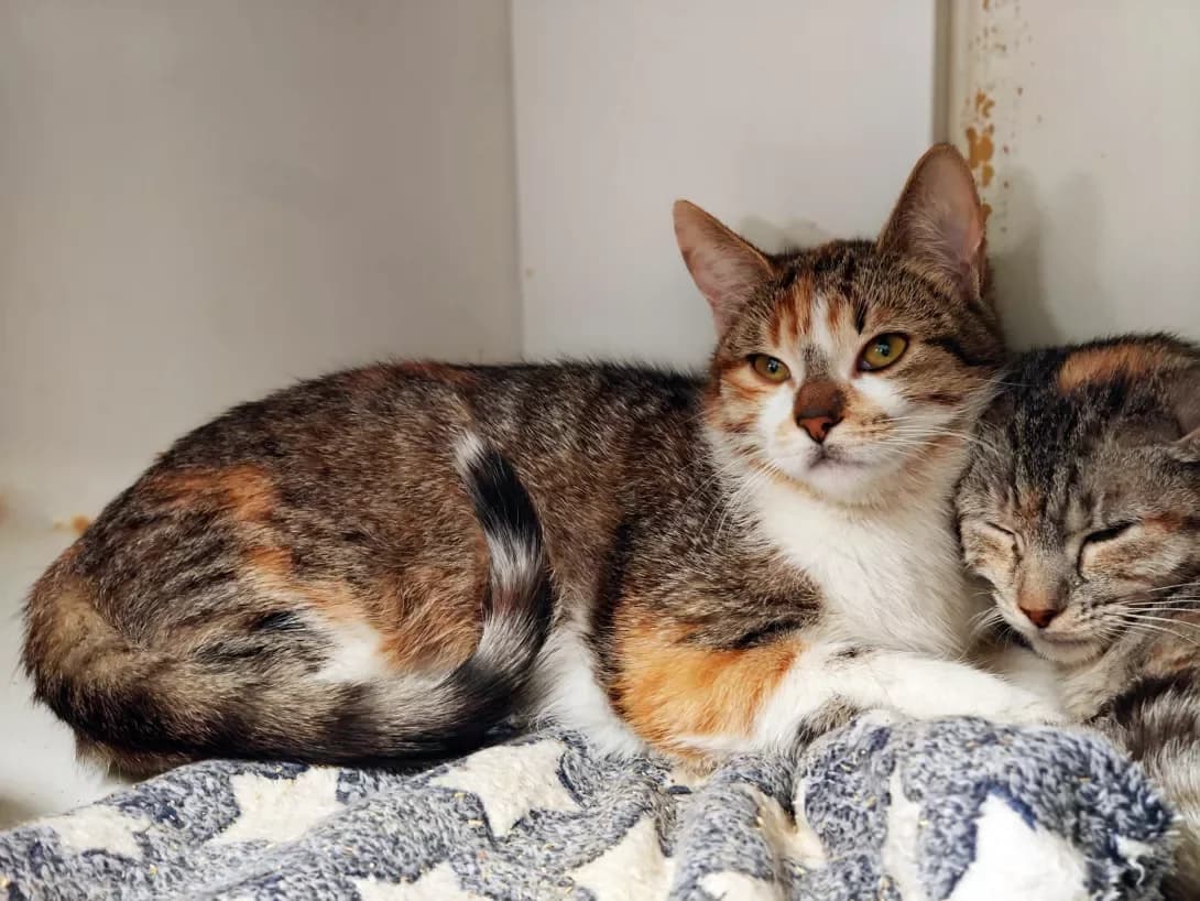 Mayusha (Маюша), female Mixed Breed for adoption at HappyPaw Ukraine, Kyiv — photo 2 of 10