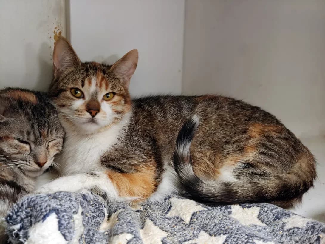 Mayusha (Маюша), female Mixed Breed for adoption at HappyPaw Ukraine, Kyiv — photo 3 of 10