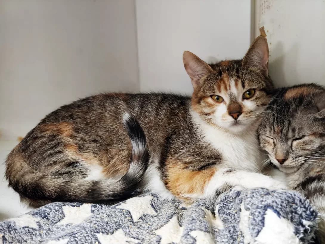 Mayusha (Маюша), female Mixed Breed for adoption at HappyPaw Ukraine, Kyiv — photo 4 of 10