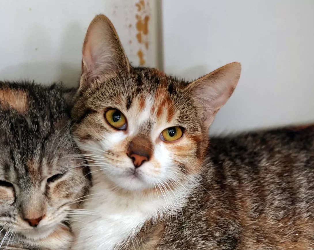 Mayusha (Маюша), female Mixed Breed for adoption at HappyPaw Ukraine, Kyiv — photo 6 of 10