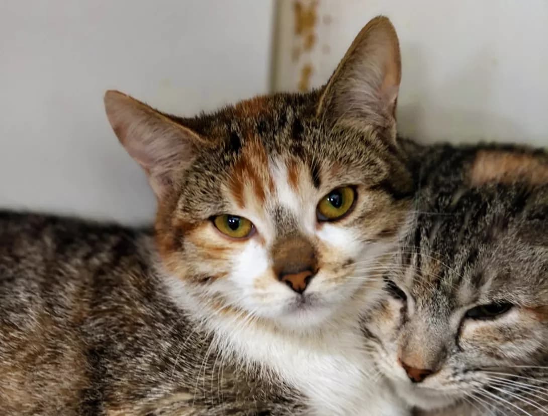 Mayusha (Маюша), female Mixed Breed for adoption at HappyPaw Ukraine, Kyiv — photo 7 of 10