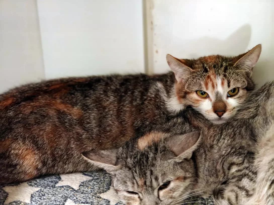 Mayusha (Маюша), female Mixed Breed for adoption at HappyPaw Ukraine, Kyiv — photo 8 of 10