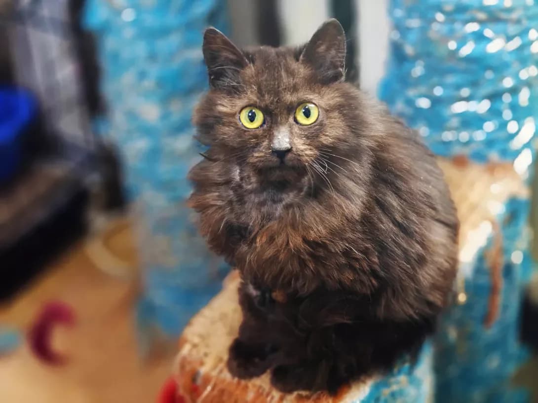 Kuzya (Кузя), male Mixed Breed for adoption at HappyPaw Ukraine, Kyiv