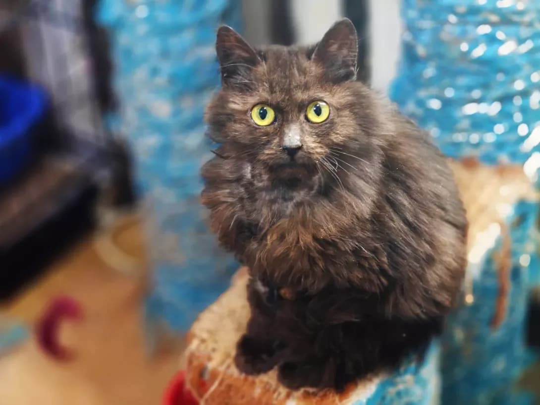 Kuzya (Кузя), male Mixed Breed for adoption at HappyPaw Ukraine, Kyiv — photo 2 of 14