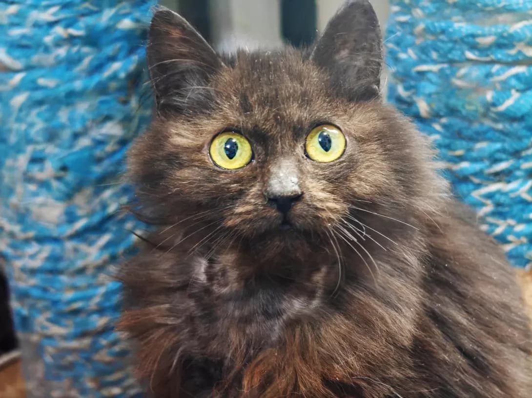 Kuzya (Кузя), male Mixed Breed for adoption at HappyPaw Ukraine, Kyiv — photo 3 of 14