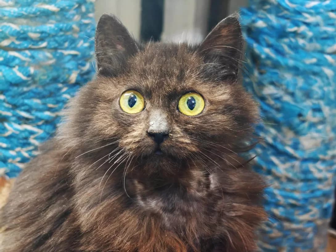 Kuzya (Кузя), male Mixed Breed for adoption at HappyPaw Ukraine, Kyiv — photo 4 of 14