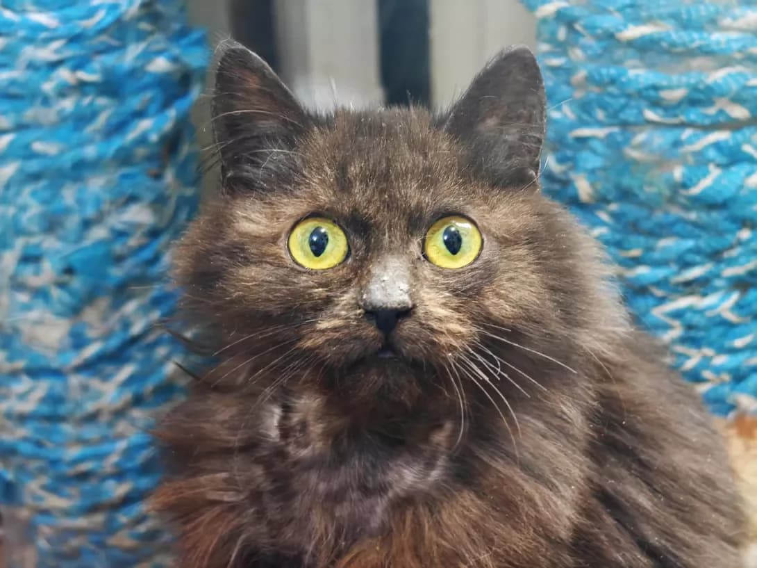 Kuzya (Кузя), male Mixed Breed for adoption at HappyPaw Ukraine, Kyiv — photo 5 of 14