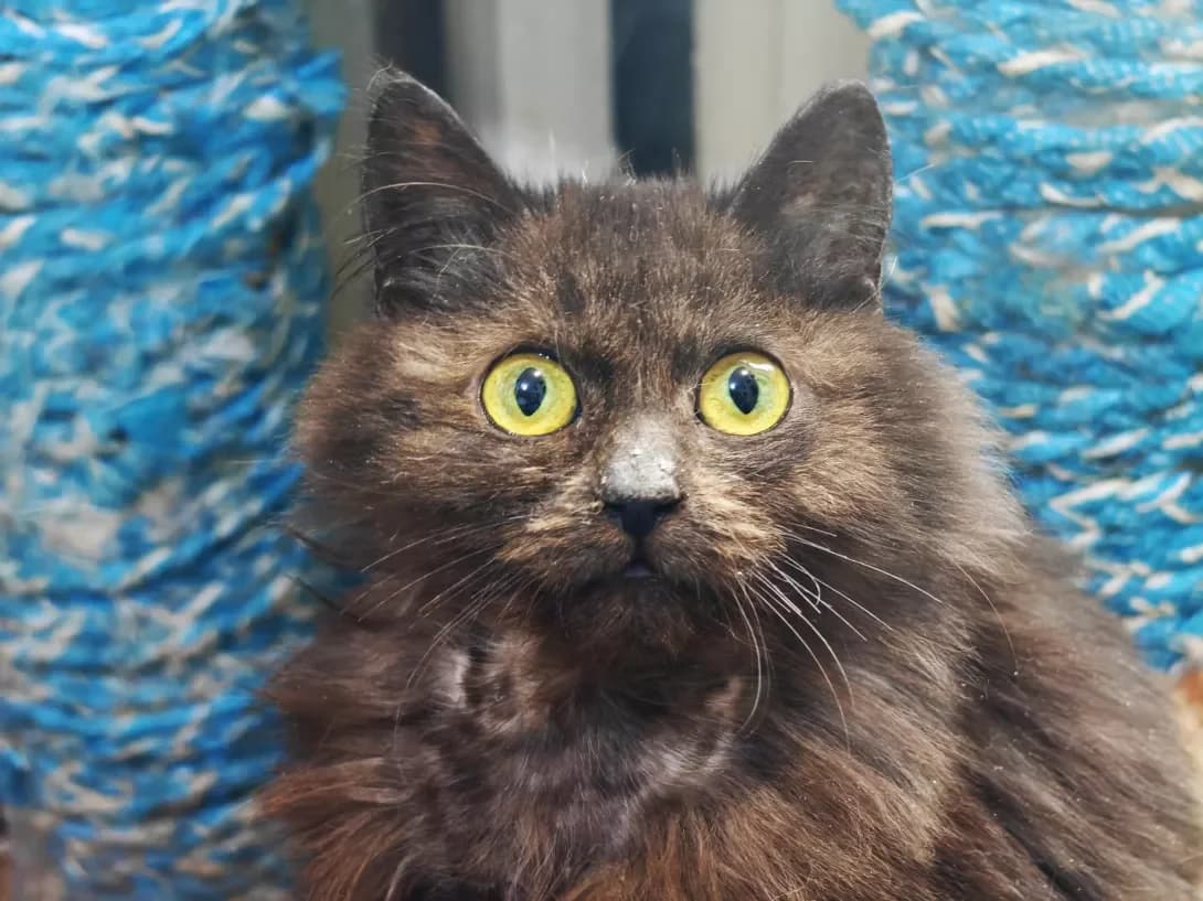 Kuzya (Кузя), male Mixed Breed for adoption at HappyPaw Ukraine, Kyiv — photo 6 of 14