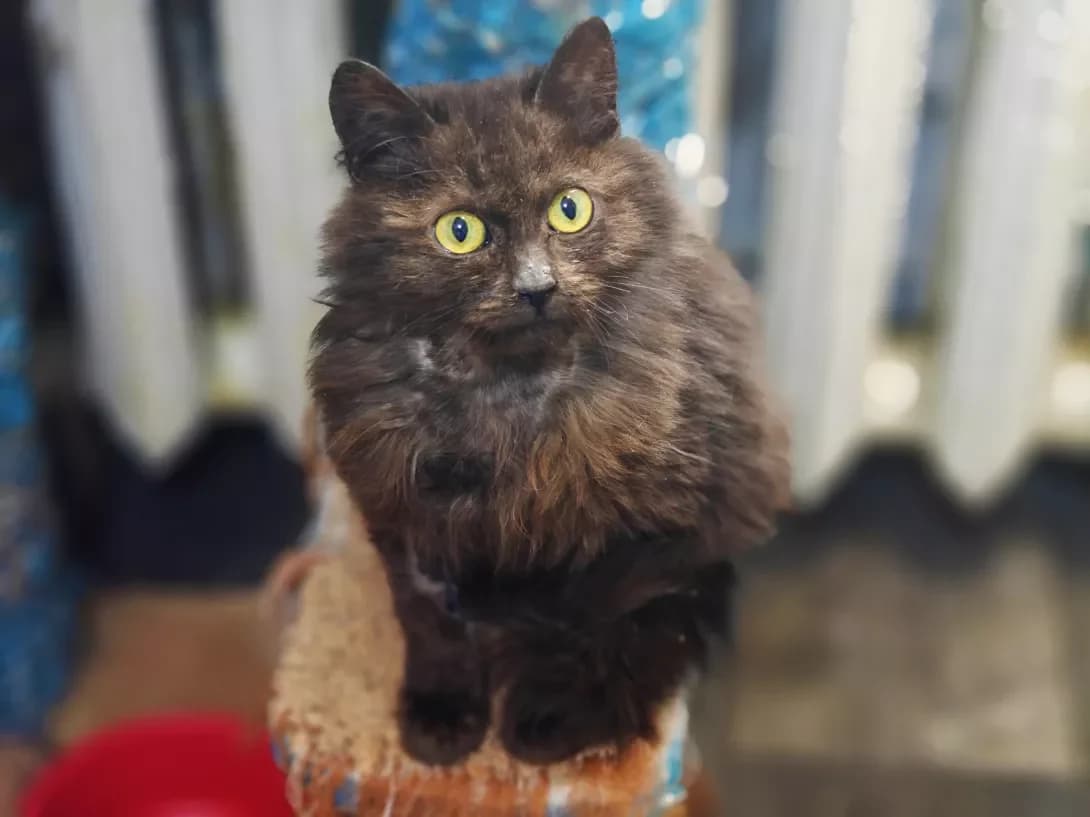 Kuzya (Кузя), male Mixed Breed for adoption at HappyPaw Ukraine, Kyiv — photo 7 of 14