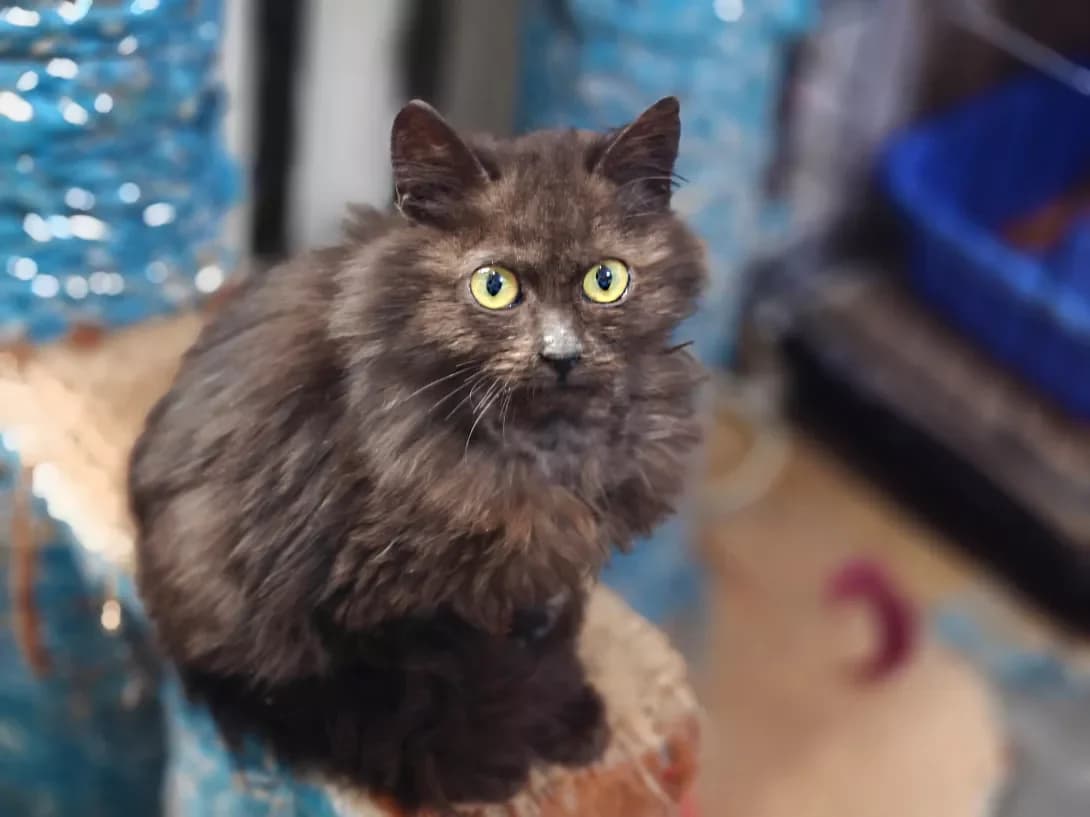 Kuzya (Кузя), male Mixed Breed for adoption at HappyPaw Ukraine, Kyiv — photo 8 of 14