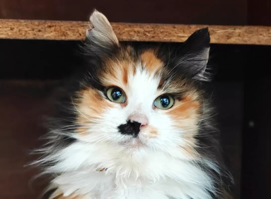 Barberi (Барбері), female Mixed Breed for adoption at HappyPaw Ukraine, Kyiv