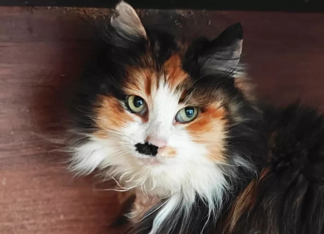 Barberi (Барбері), female Mixed Breed for adoption at HappyPaw Ukraine, Kyiv — photo 2 of 12