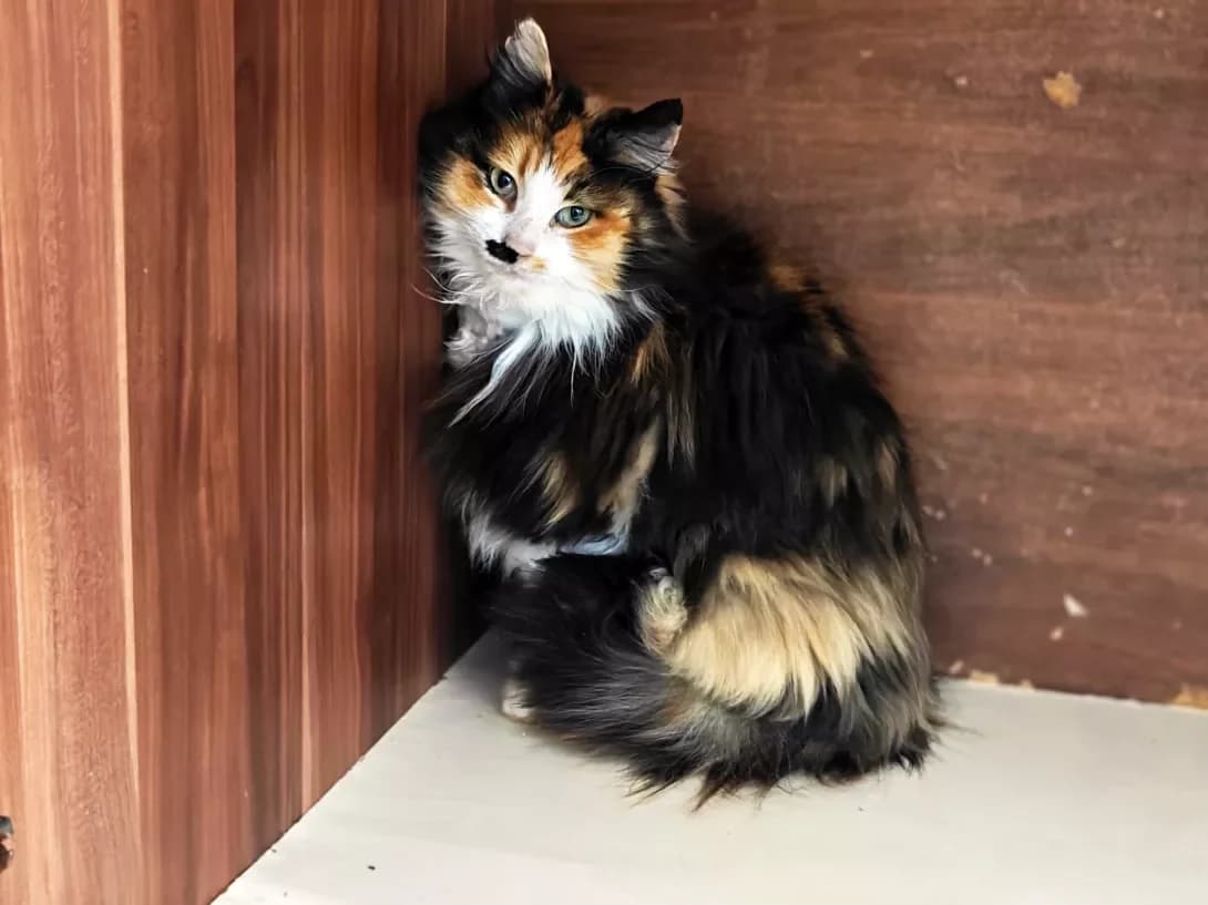 Barberi (Барбері), female Mixed Breed for adoption at HappyPaw Ukraine, Kyiv — photo 3 of 12