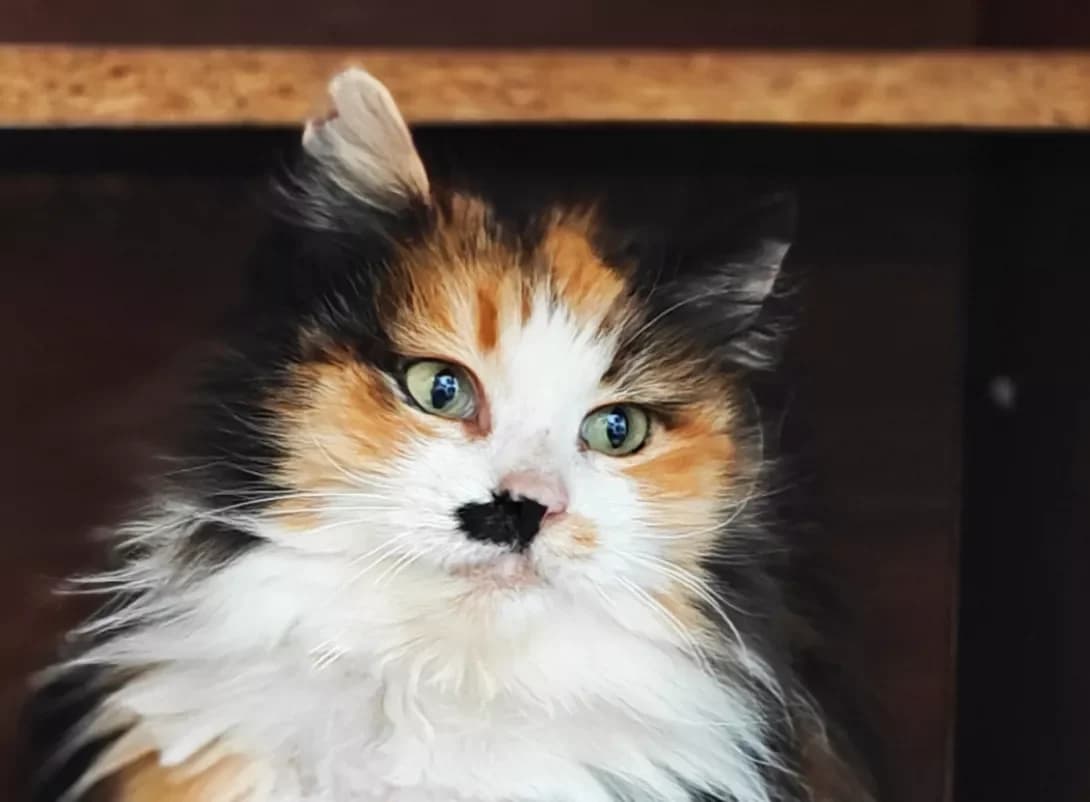 Barberi (Барбері), female Mixed Breed for adoption at HappyPaw Ukraine, Kyiv — photo 4 of 12