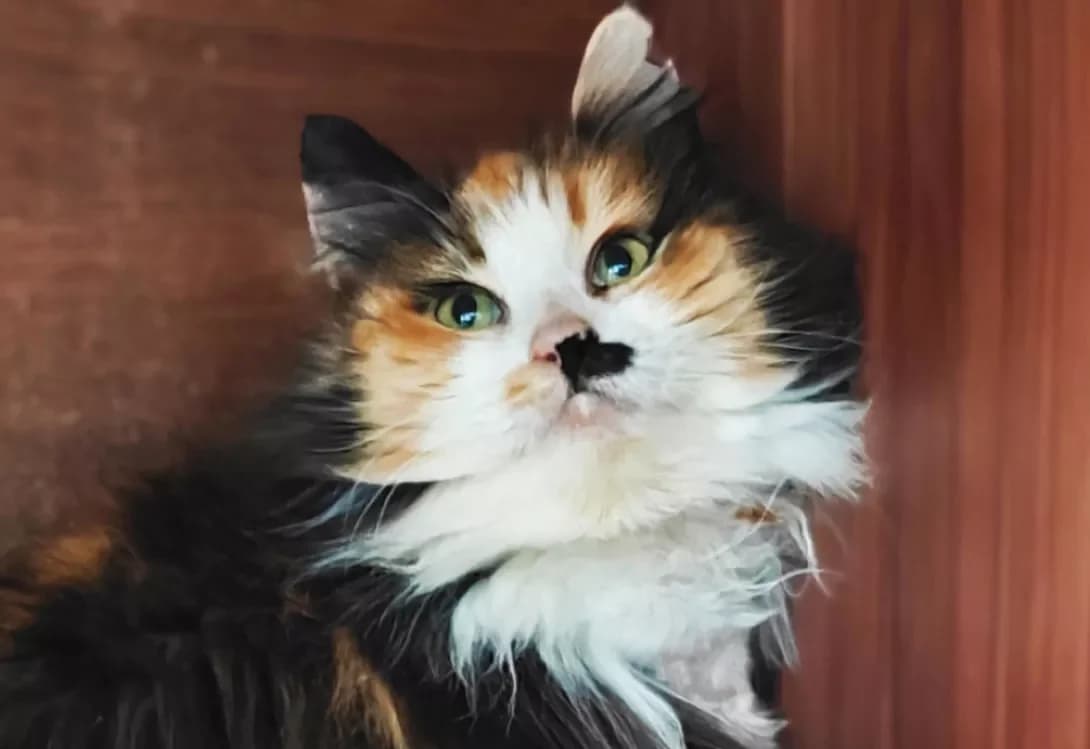 Barberi (Барбері), female Mixed Breed for adoption at HappyPaw Ukraine, Kyiv — photo 5 of 12