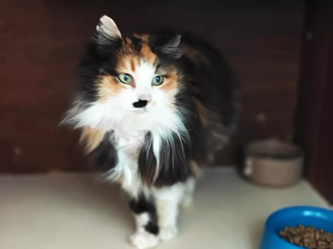 Barberi (Барбері), female Mixed Breed for adoption at HappyPaw Ukraine, Kyiv — photo 6 of 12