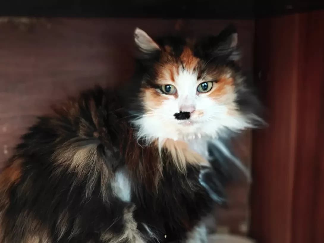 Barberi (Барбері), female Mixed Breed for adoption at HappyPaw Ukraine, Kyiv — photo 7 of 12