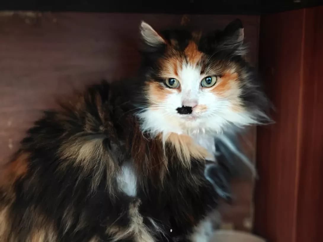 Barberi (Барбері), female Mixed Breed for adoption at HappyPaw Ukraine, Kyiv — photo 8 of 12