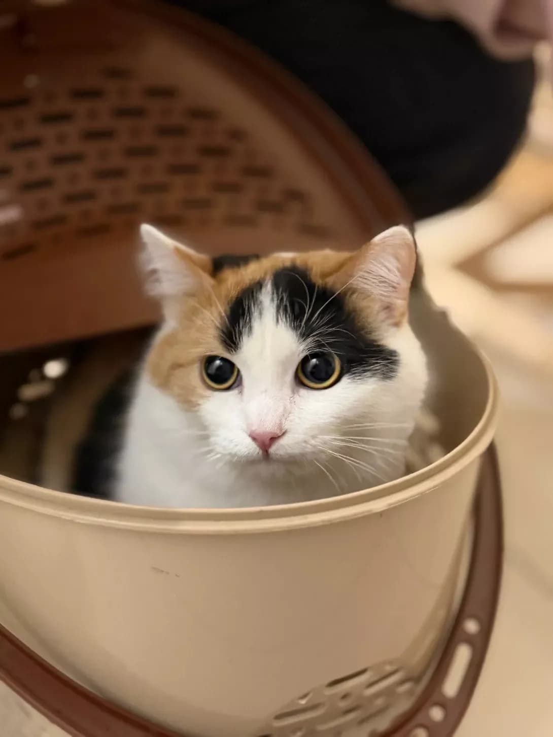 Lasunka (Ласунка), female Mixed Breed for adoption at HappyPaw Ukraine, Kyiv