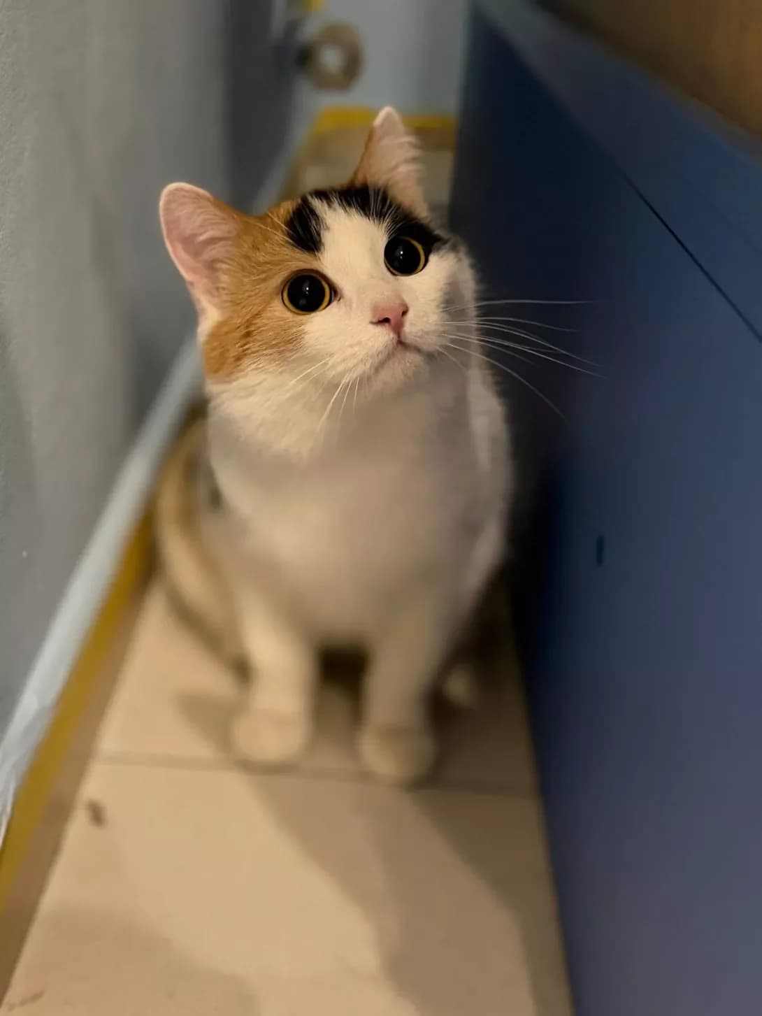 Lasunka (Ласунка), female Mixed Breed for adoption at HappyPaw Ukraine, Kyiv — photo 2 of 4