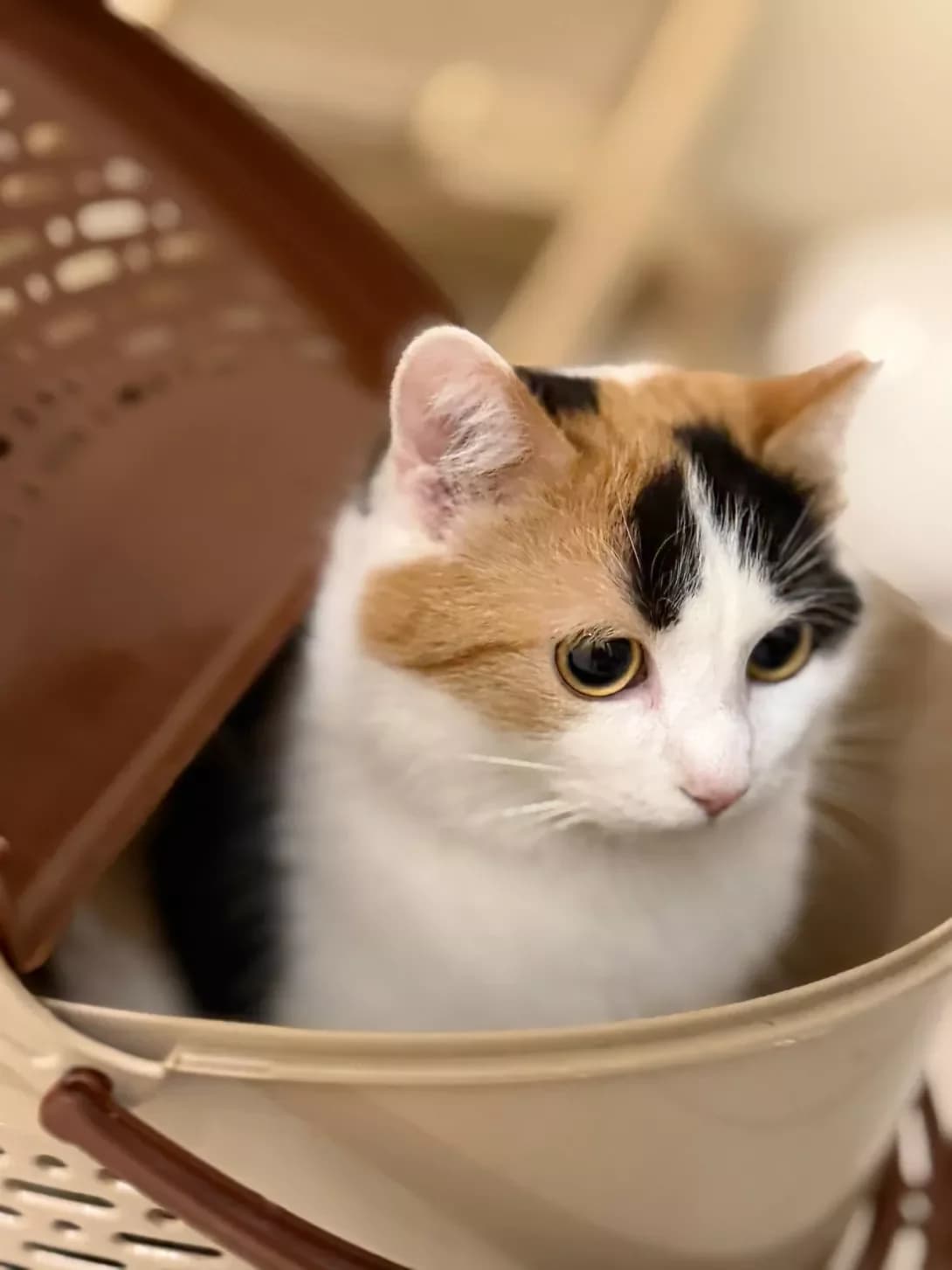 Lasunka (Ласунка), female Mixed Breed for adoption at HappyPaw Ukraine, Kyiv — photo 3 of 4