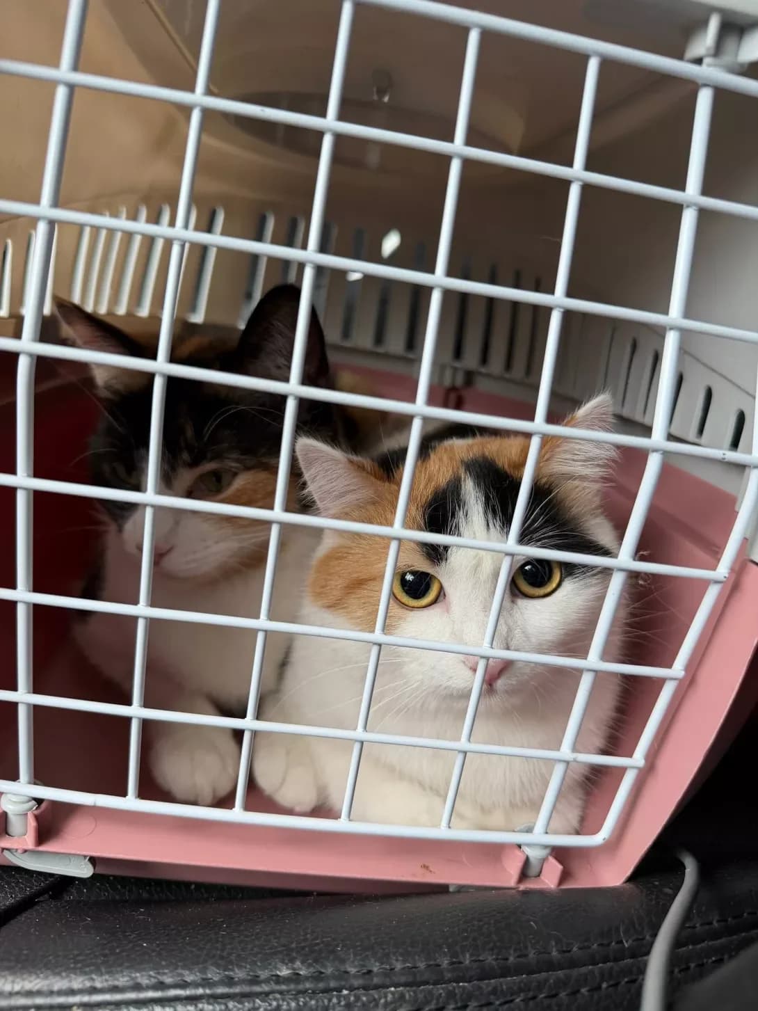 Lasunka (Ласунка), female Mixed Breed for adoption at HappyPaw Ukraine, Kyiv — photo 4 of 4