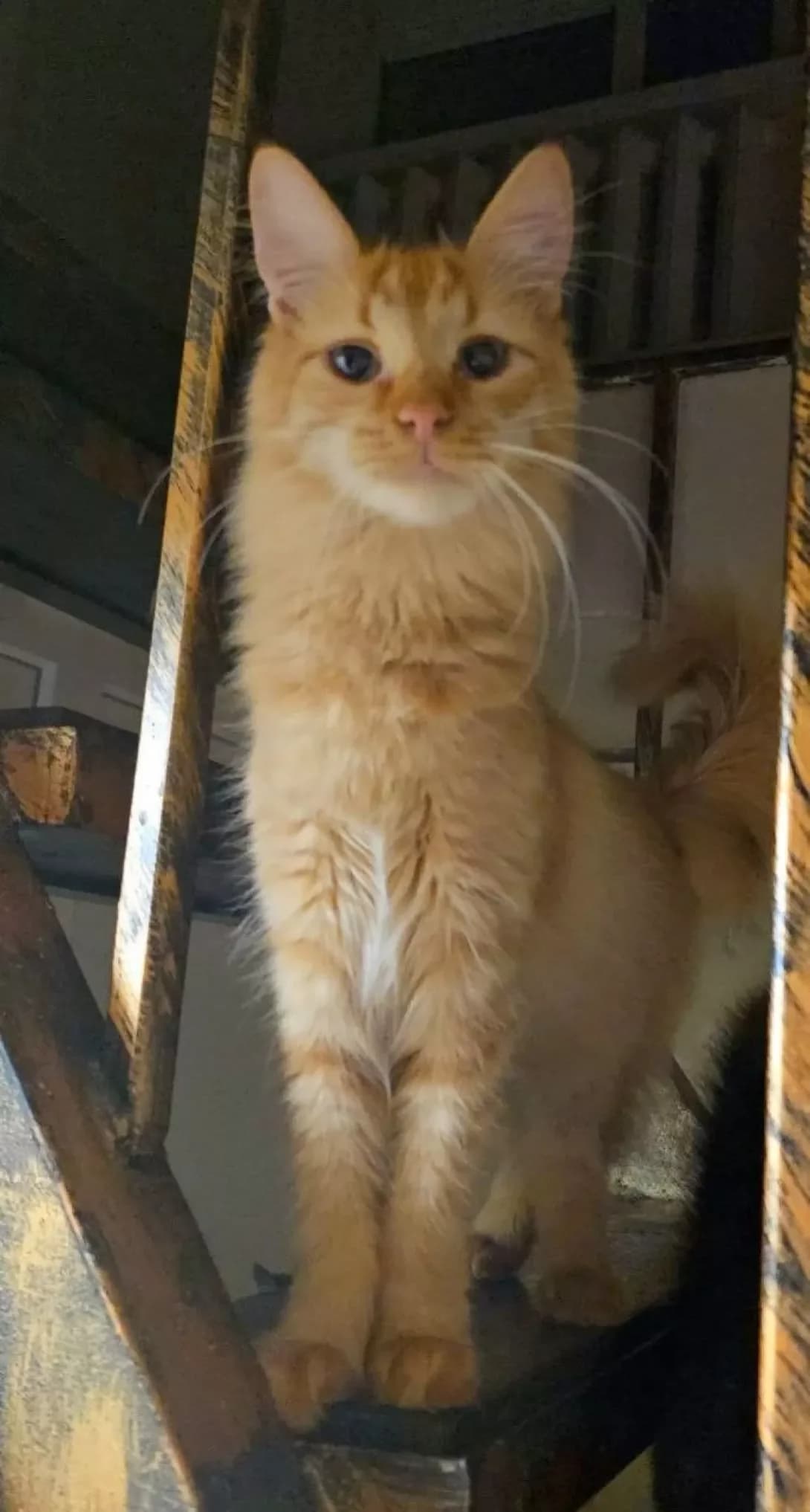 Krasunchik (Красунчик), male Mixed Breed for adoption at HappyPaw Ukraine, Kyiv