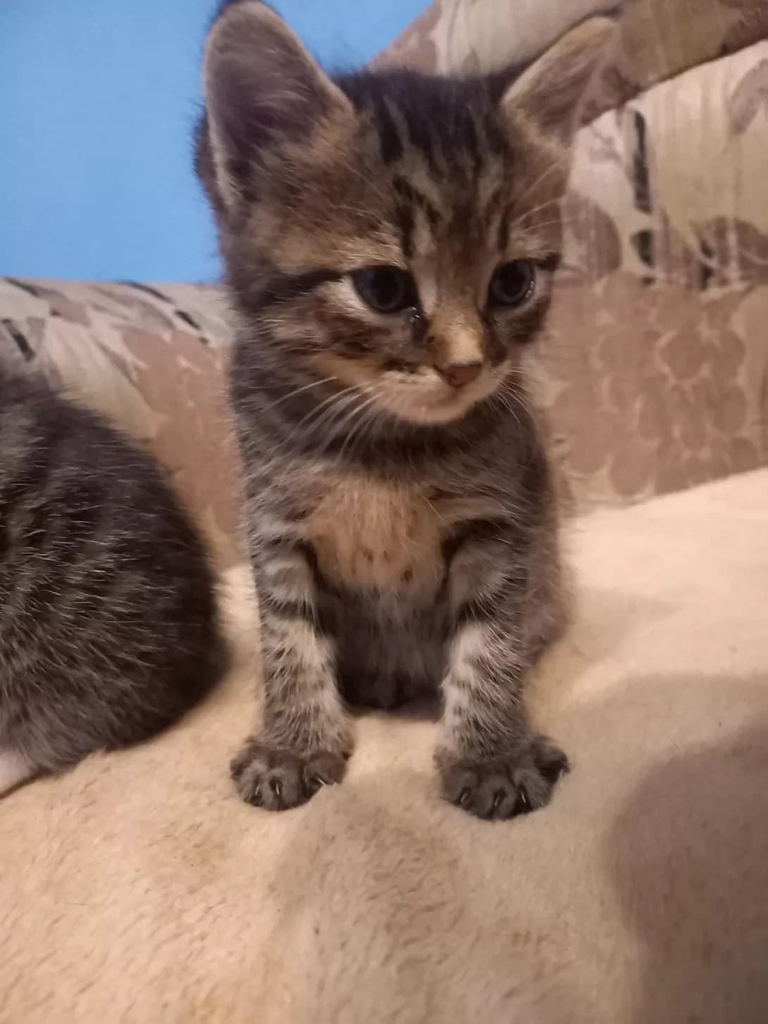 Feyra (Фейра), female Mixed Breed for adoption at HappyPaw Ukraine, Kyiv