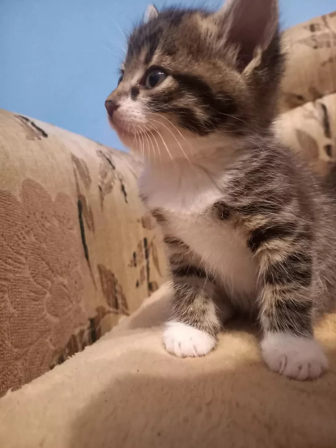 Zefir (Зефір), male Mixed Breed for adoption at HappyPaw Ukraine, Kyiv