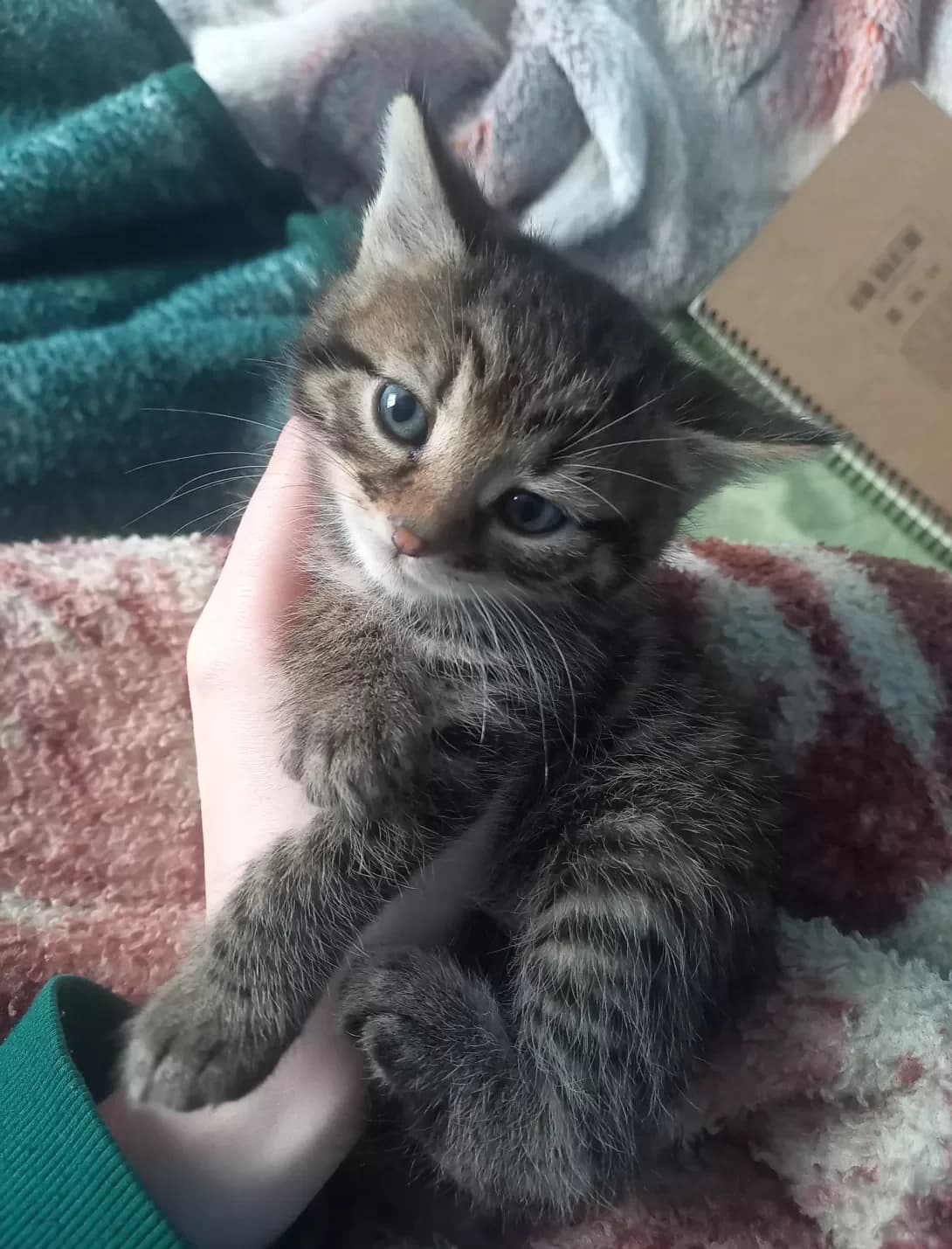 Afina (Афіна), female Mixed Breed for adoption at HappyPaw Ukraine, Kyiv