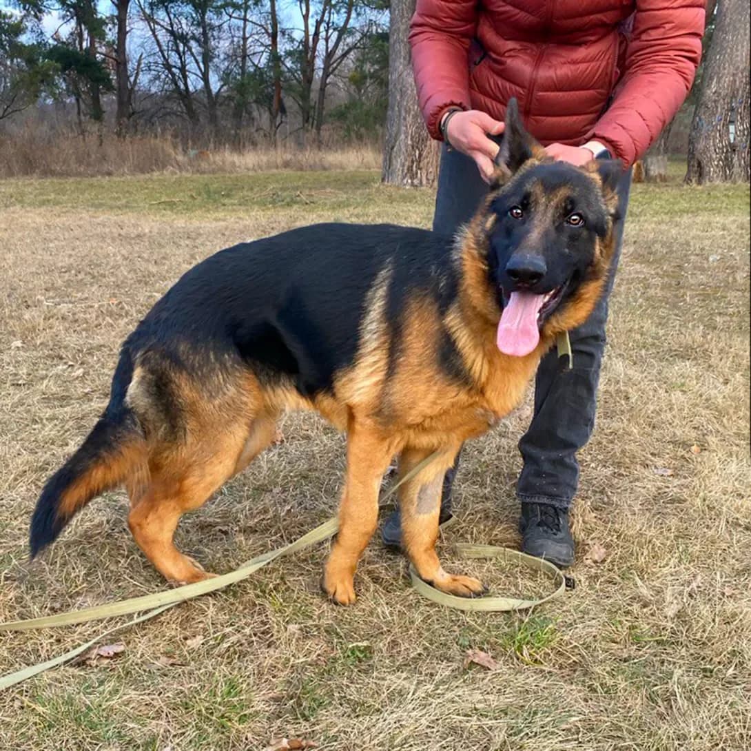vivcharka Bayron (вівчарка Байрон), male young Mixed Breed for adoption at Happy Paw Kyiv