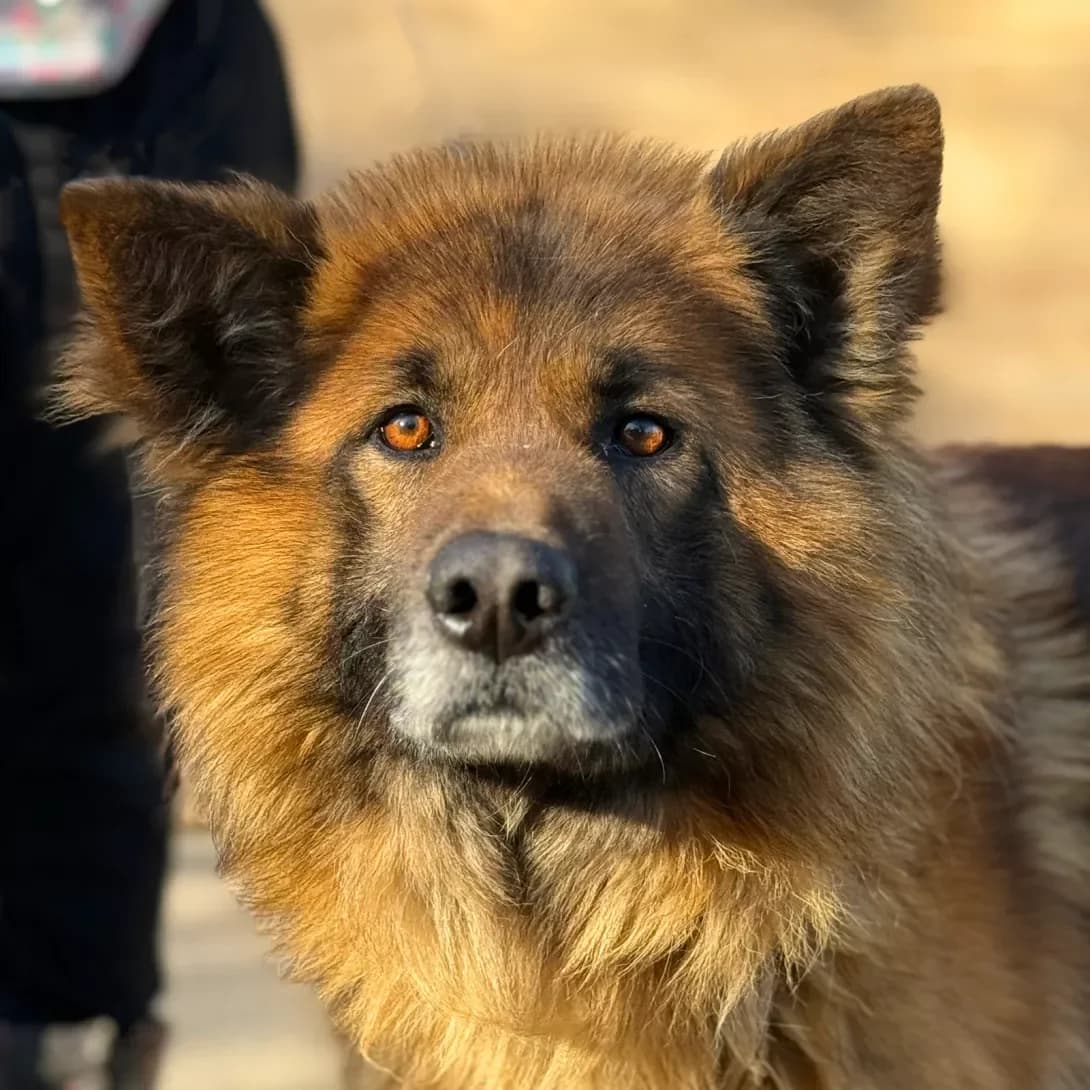 vivcharka Dzhordan (вівчарка Джордан), male 3yo Mixed Breed for adoption at Happy Paw Kyiv