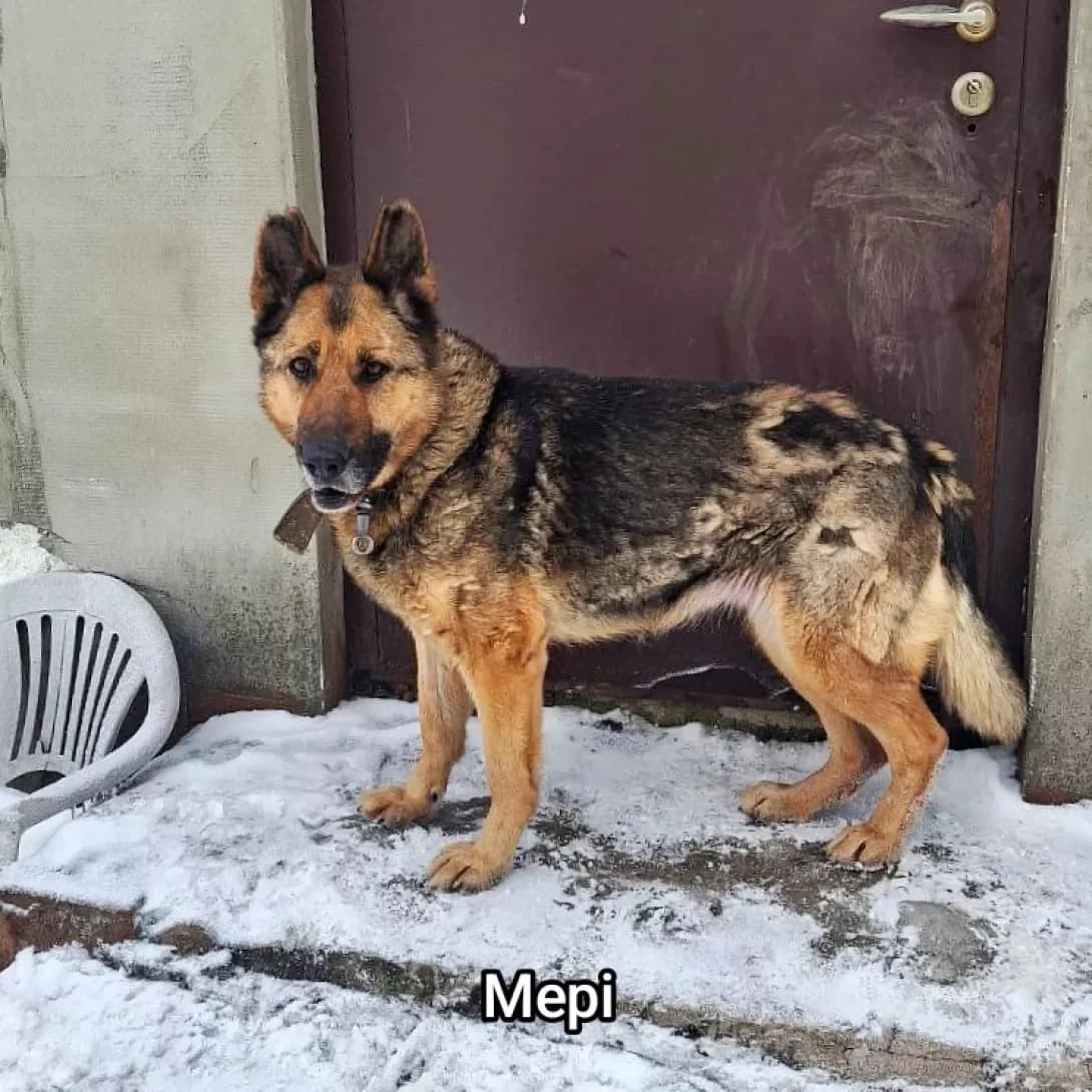 vivcharka Meri (вівчарка Мері), female 6yo Mixed Breed for adoption at Happy Paw Kyiv