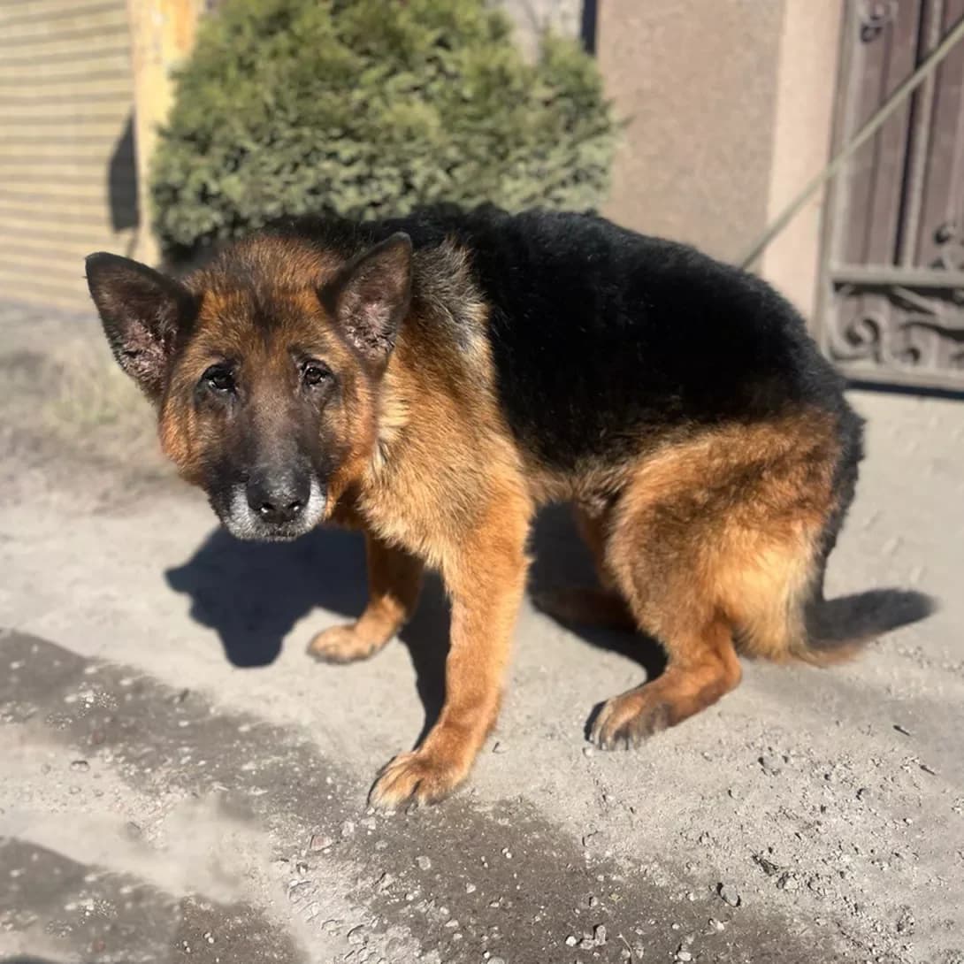 vivcharka Bond (вівчарка Бонд), male senior Mixed Breed for adoption at Happy Paw Kyiv