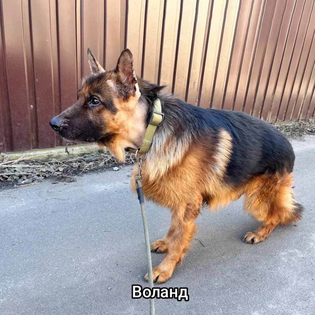 Vivcharka Voland (Вівчарка Воланд), male 5yo Mixed Breed for adoption at Happy Paw Kyiv