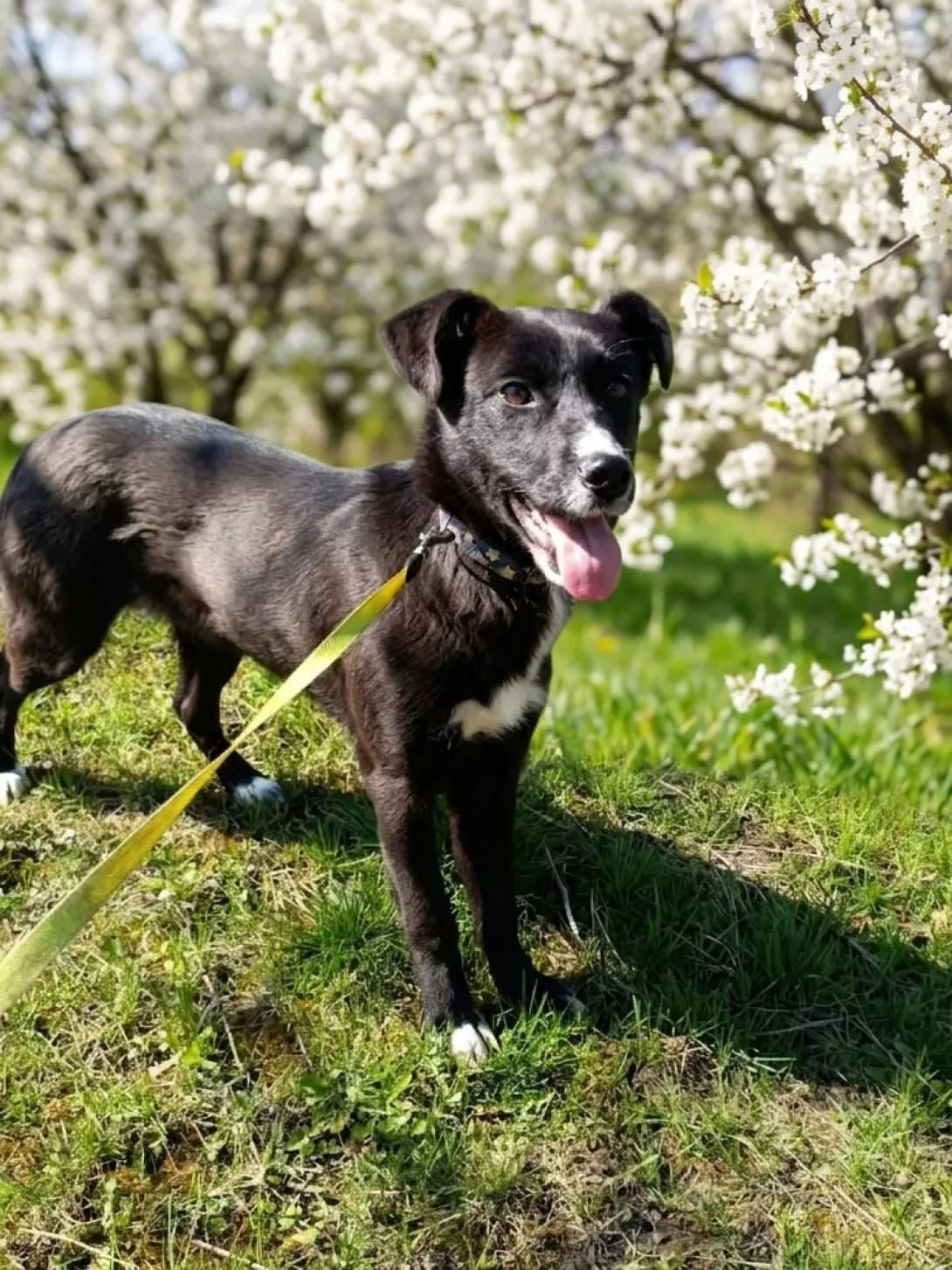 Shanti (Шанті), female puppy Mixed Breed for adoption at Happy Paw Kyiv