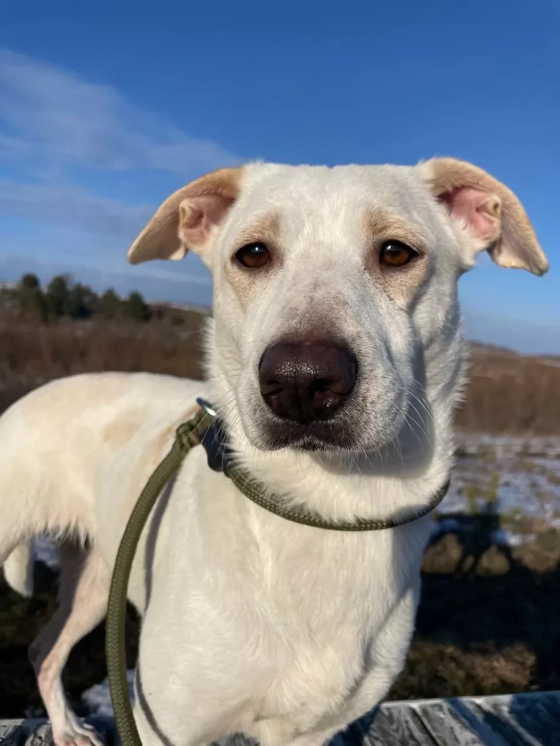 Chepurulya (Чепуруля), female young Mixed Breed for adoption at Happy Paw Kyiv