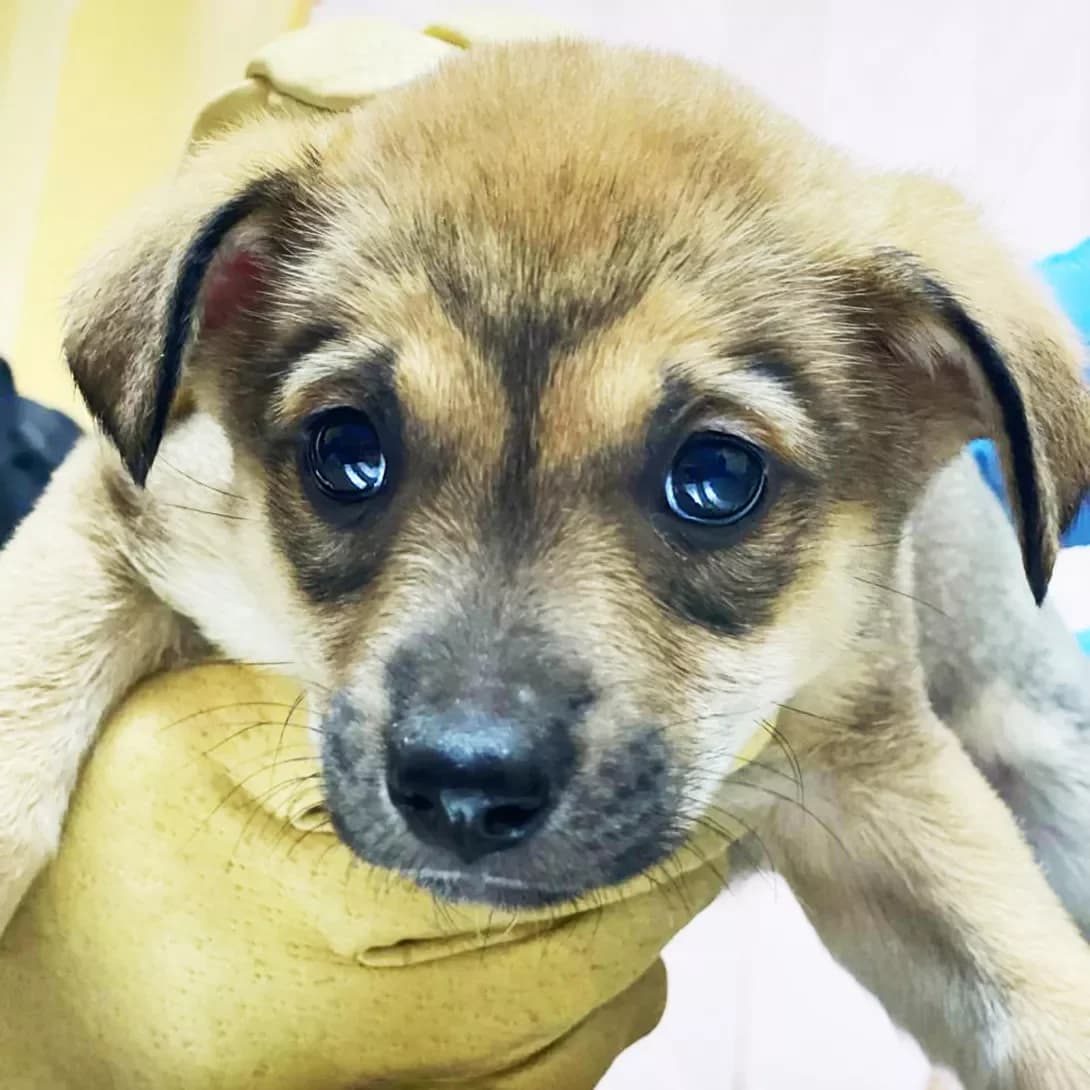 tsutsenya Khora (цуценя Хора), female puppy Mixed Breed for adoption at Happy Paw Kyiv