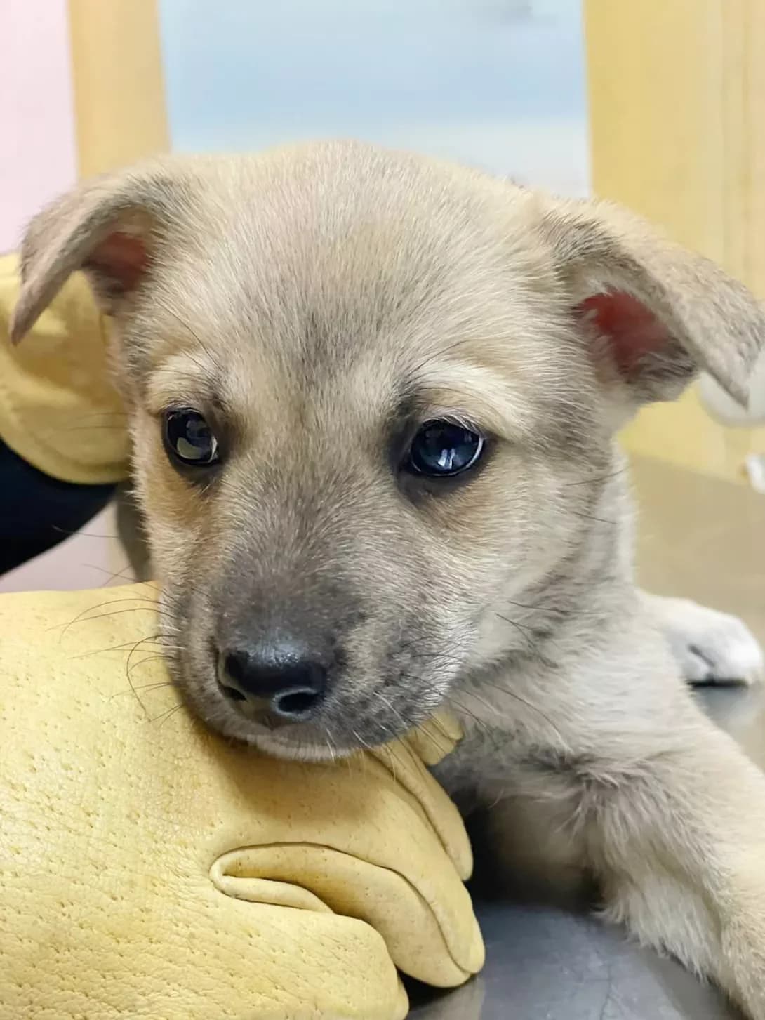 tsutsenya Khasan (цуценя Хасан), male puppy Mixed Breed for adoption at Happy Paw Kyiv