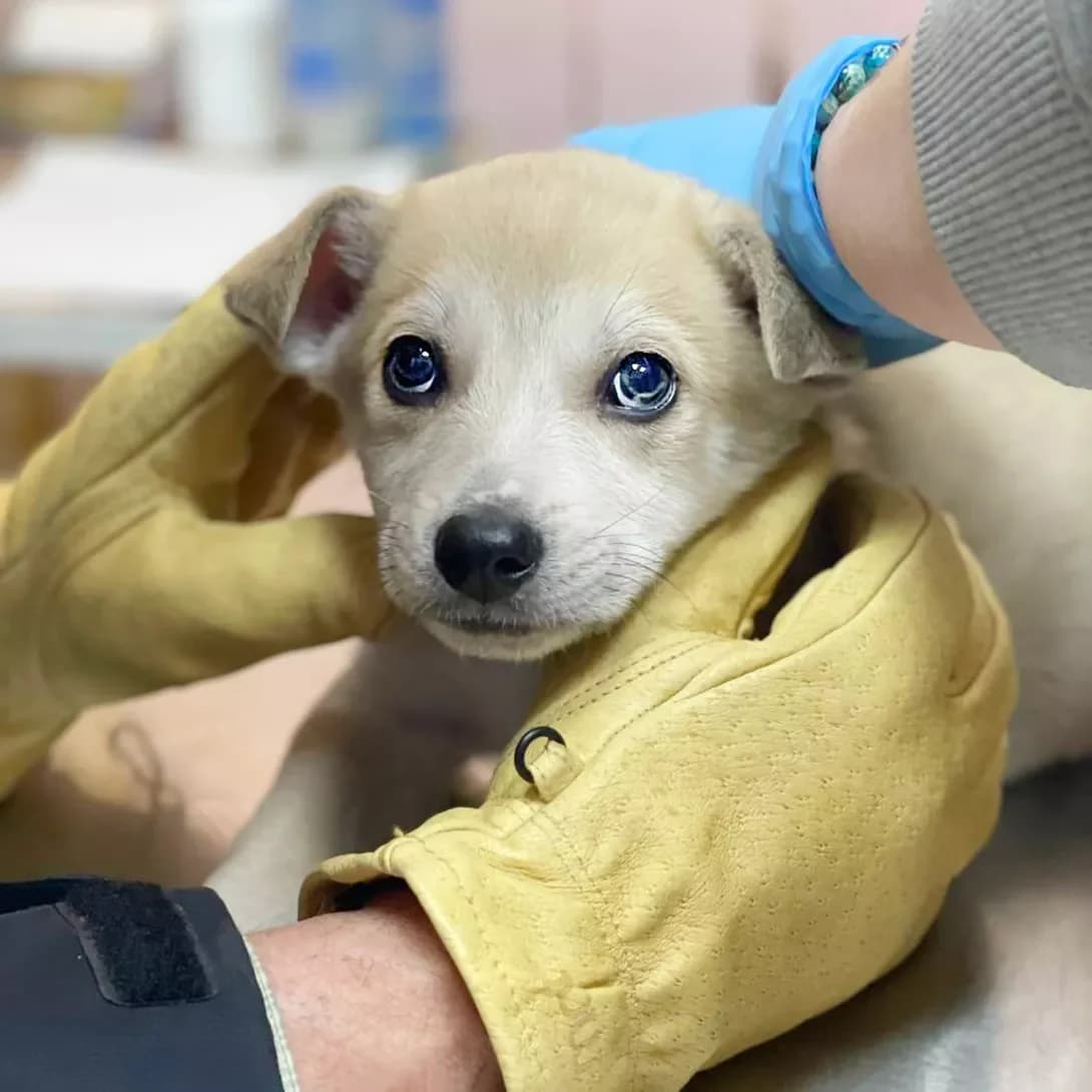 Khamon (Хамон), male puppy Mixed Breed for adoption at Happy Paw Kyiv
