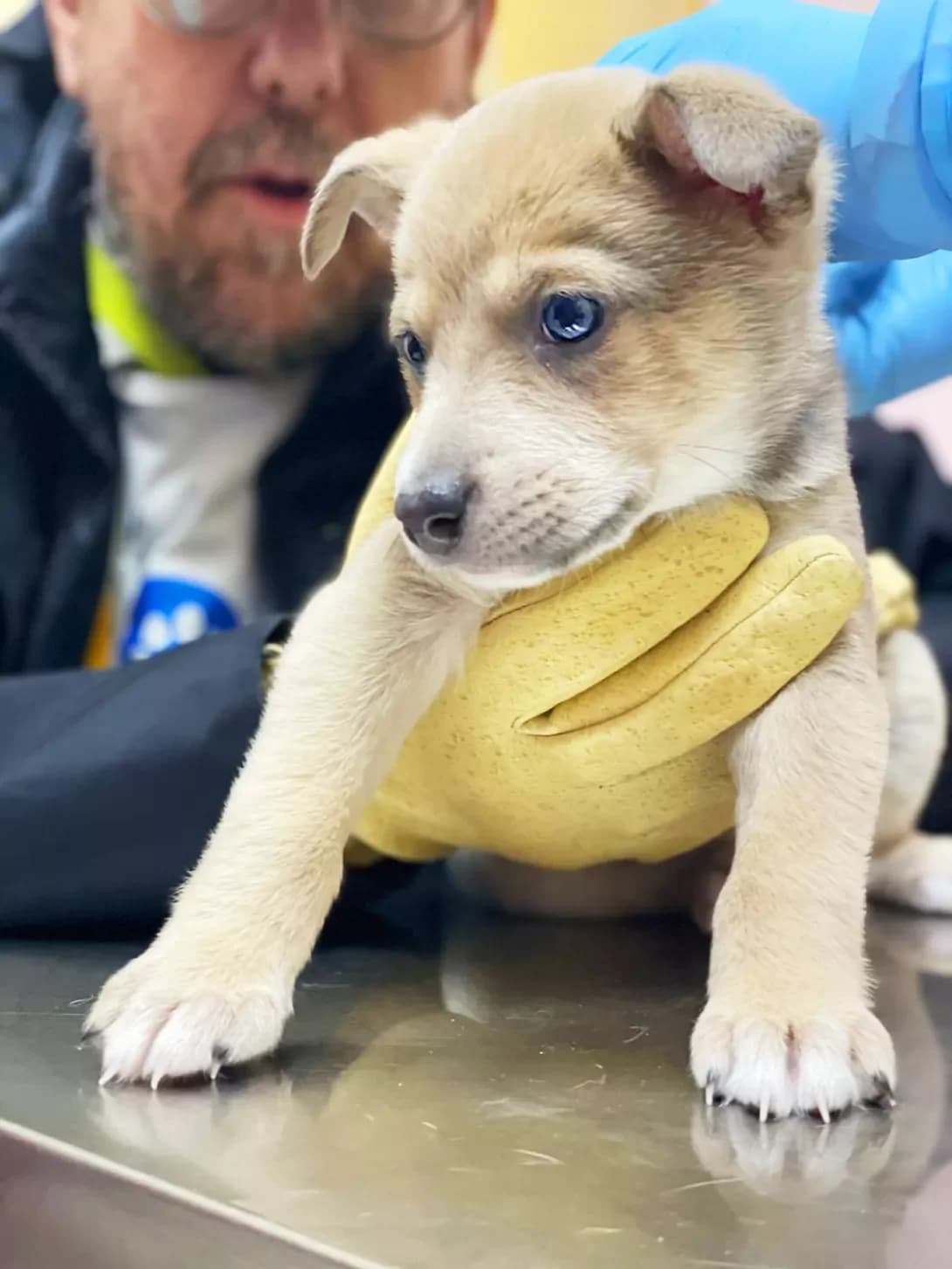 tsutsenya Khugo (цуценя Хуго), male puppy Mixed Breed for adoption at Happy Paw Kyiv