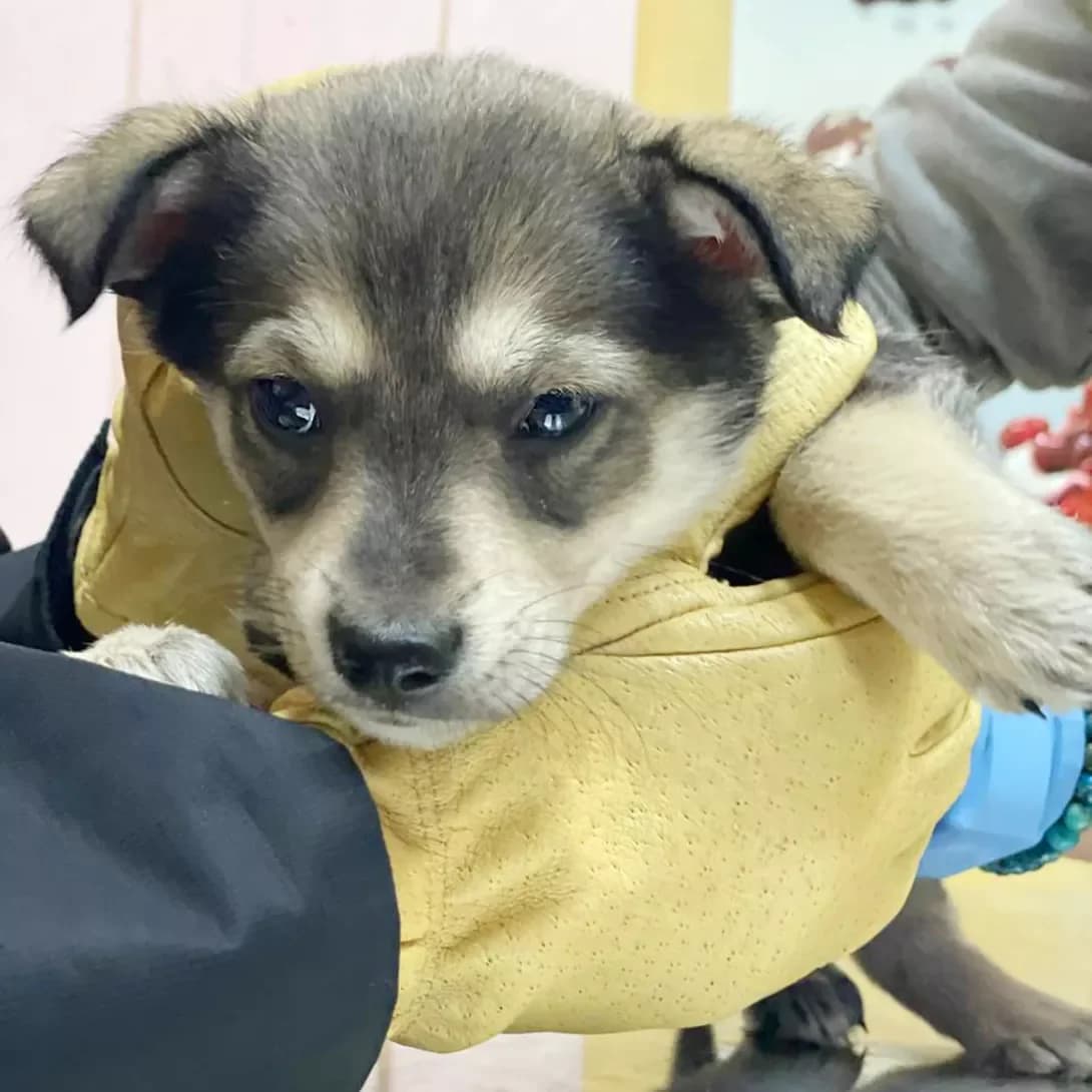 Khanuka (Ханука), female puppy Mixed Breed for adoption at Happy Paw Kyiv