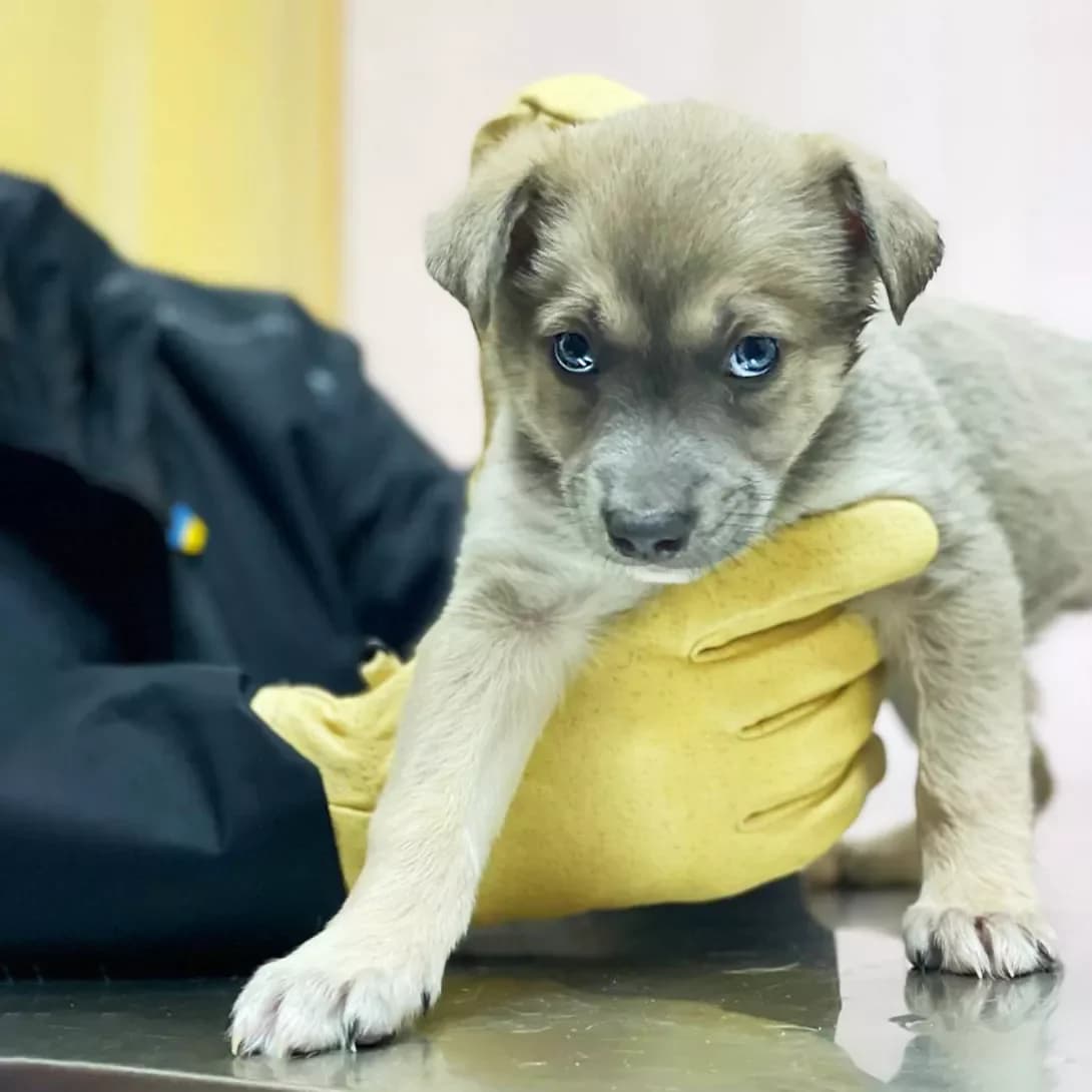 tsutsenya Khort (цуценя Хорт), male puppy Mixed Breed for adoption at Happy Paw Kyiv