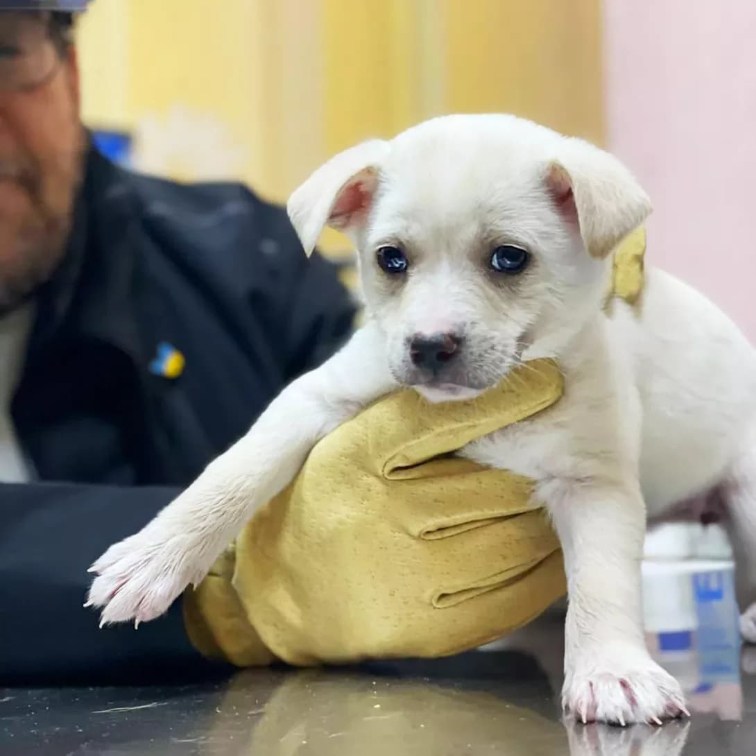 Khani (Хані), female puppy Mixed Breed for adoption at Happy Paw Kyiv