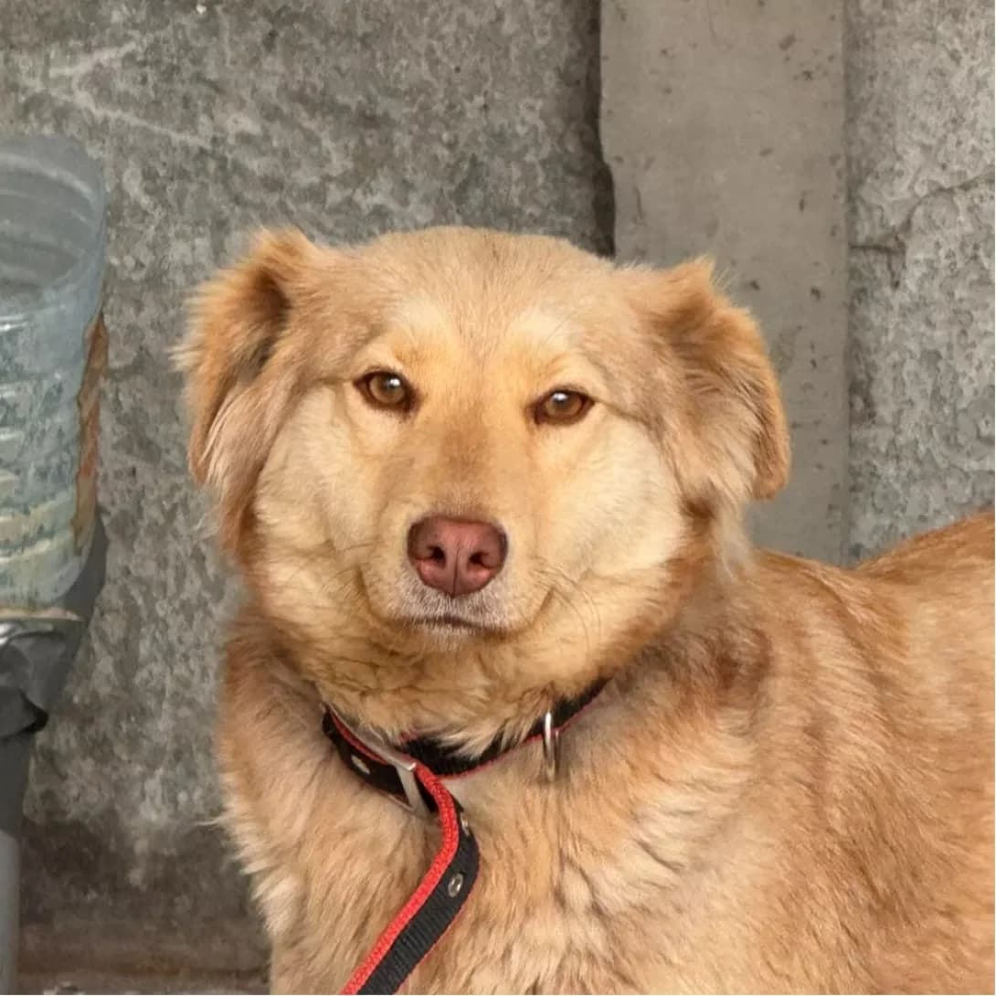 Marta (Марта), female young Mixed Breed for adoption at Happy Paw Kyiv