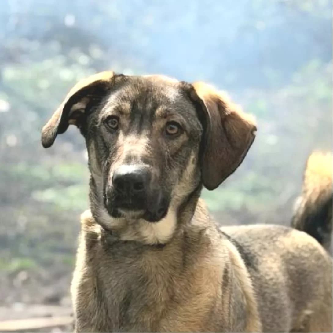 Lyutik (Лютiк), male young Mixed Breed for adoption at Happy Paw Kyiv