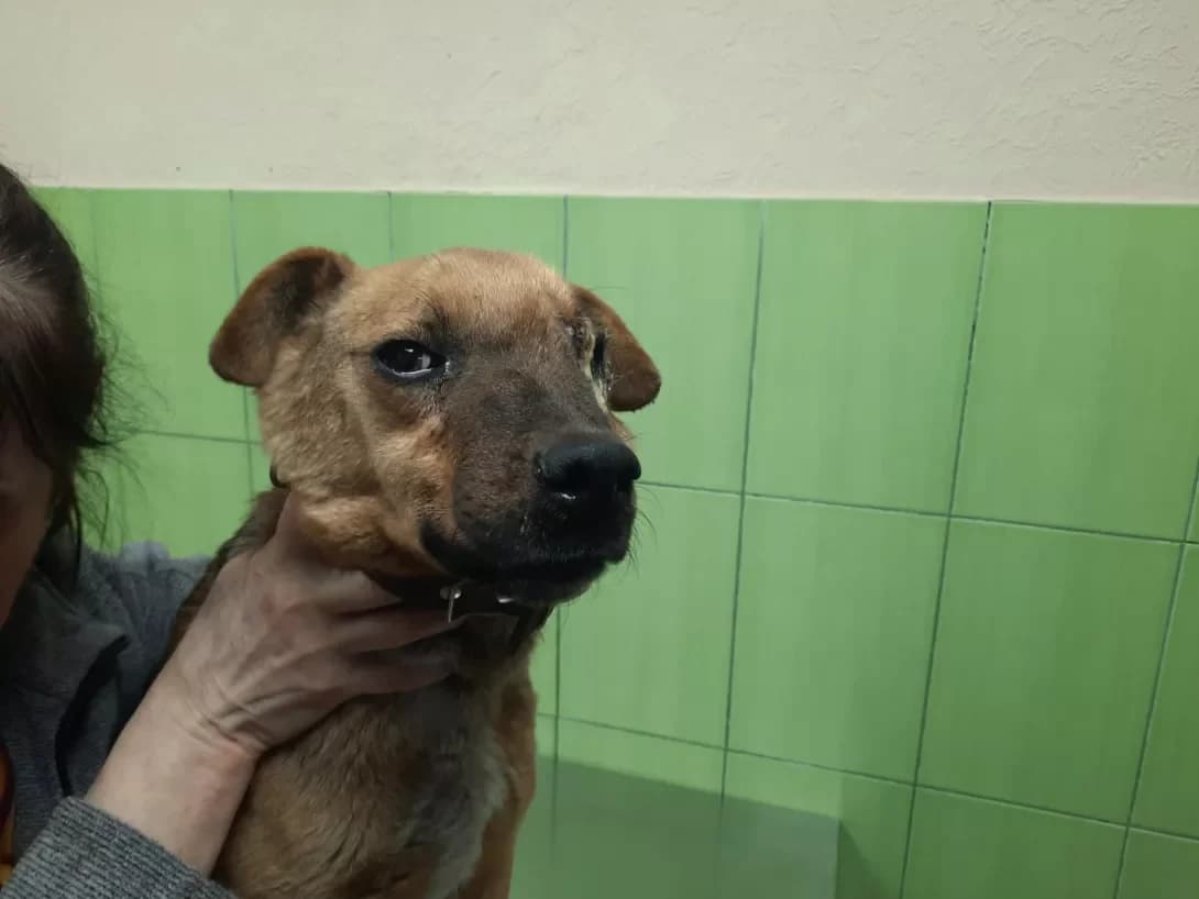 Syuzi (Сьюзі), female 5yo Mixed Breed for adoption at Happy Paw Zaporizhzhia