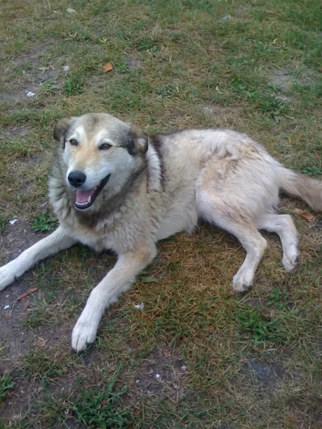 Bamba, cream female Mixed Breed for adoption at Adoptamics
