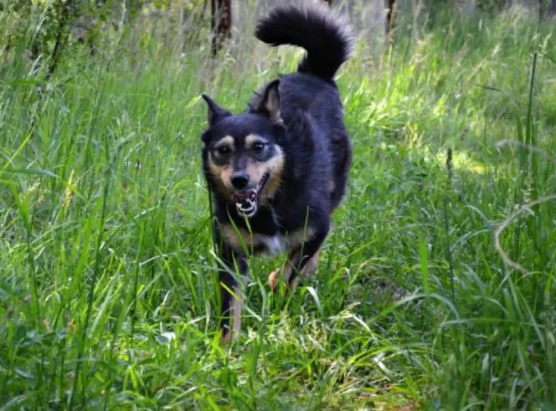 Koby, black male Mixed Breed for adoption at Adoptamics