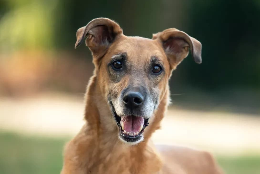 Zhaklin (Жаклін), Mixed Breed (Happy Paw Kyiv Oblast)